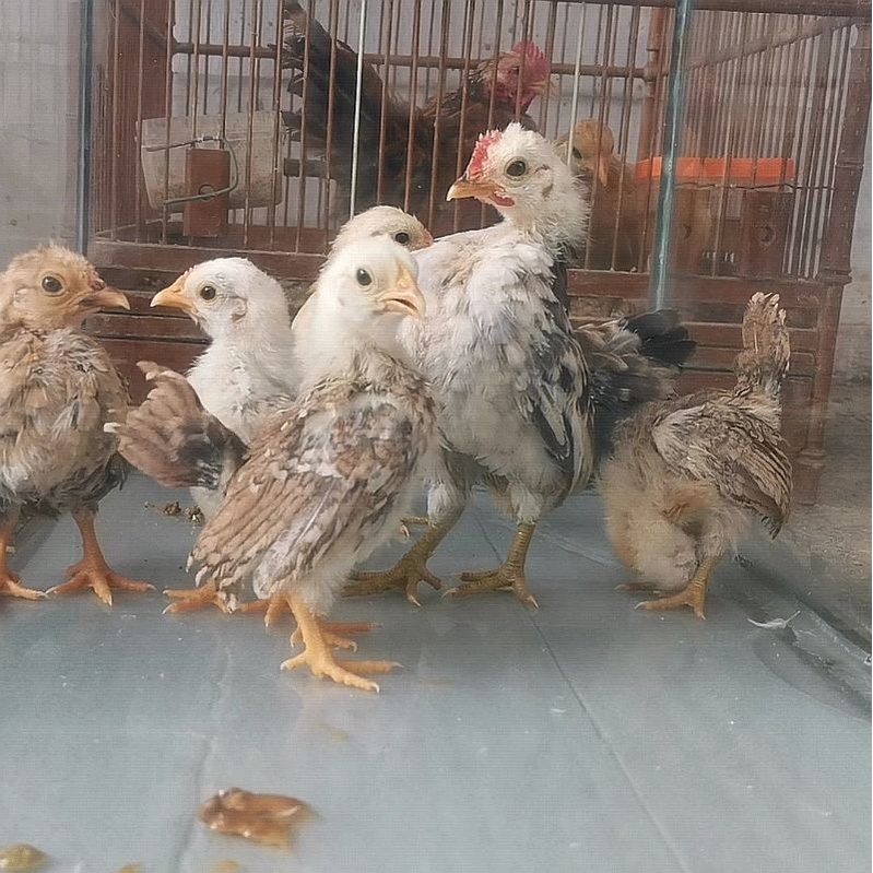 Original Ayam Serama Asli bukan Kate atau silangan trah juara