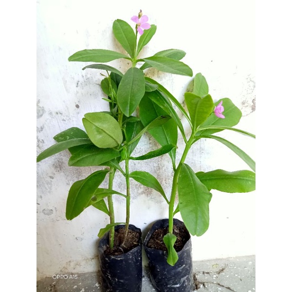Bibit Ginseng Jawa