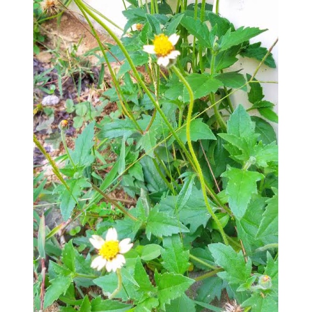 

daun ajeran atau daun ketul