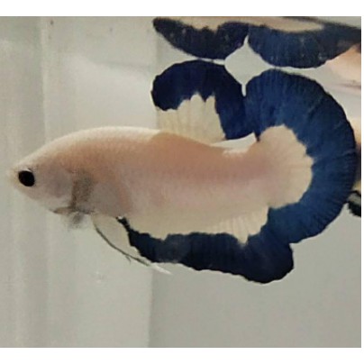 Bahan Ikan Cupang / Betta fish Blue Rim Line Thailand