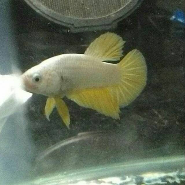 Jual cupang plakat yellow dragon