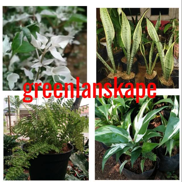 Tanaman hias paket 4 (krokot varigata - peace lily varigata - lidah mertua varigata - pakis boston )