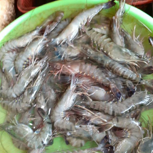 

Udang fresh ( Udang pancet size 35-40/kg )