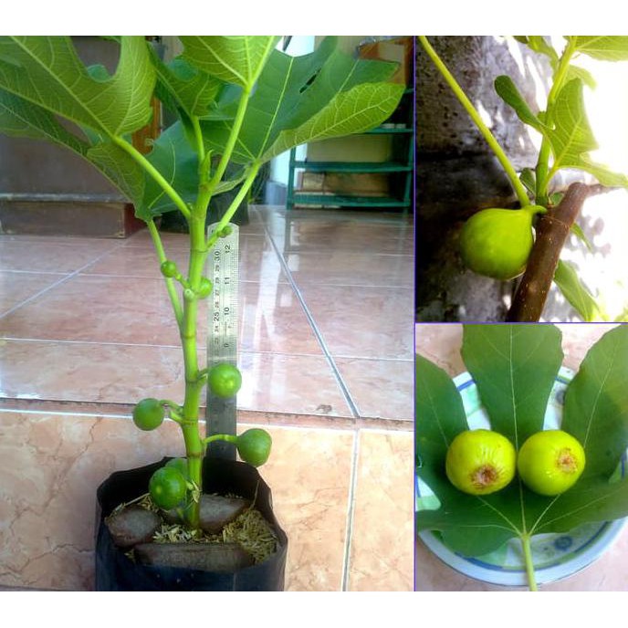 H3I Bibit Pohon Buah Tin/Ara/Fig Jenis Green Yordan Sh0N