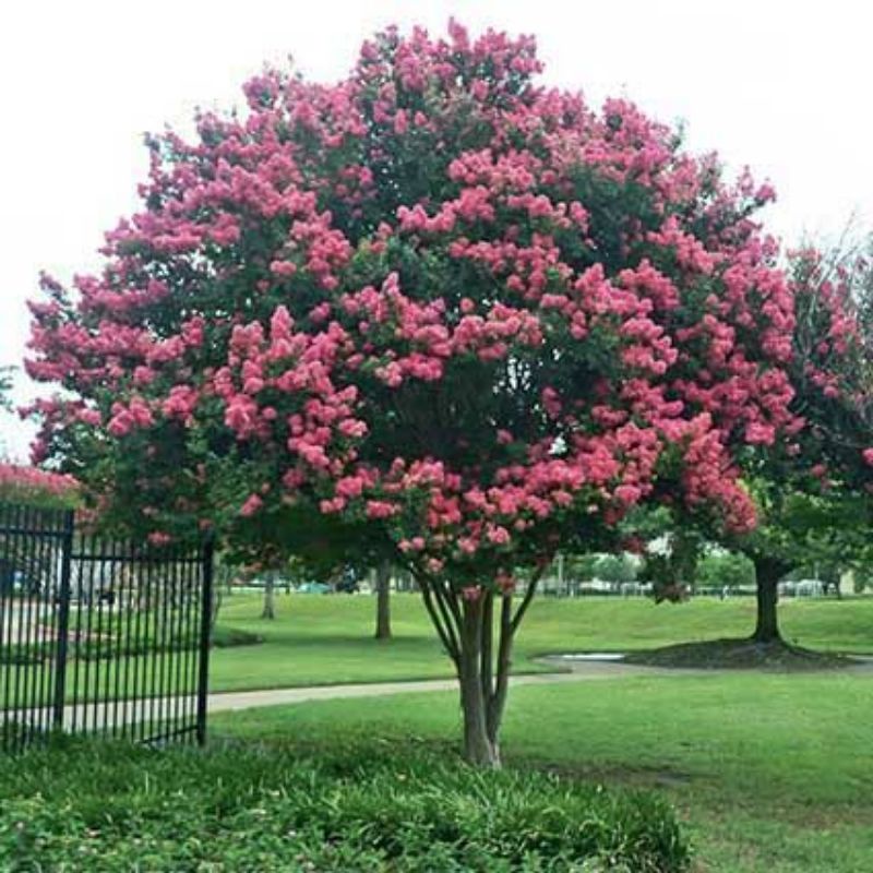 bibit bunga sakura lokal