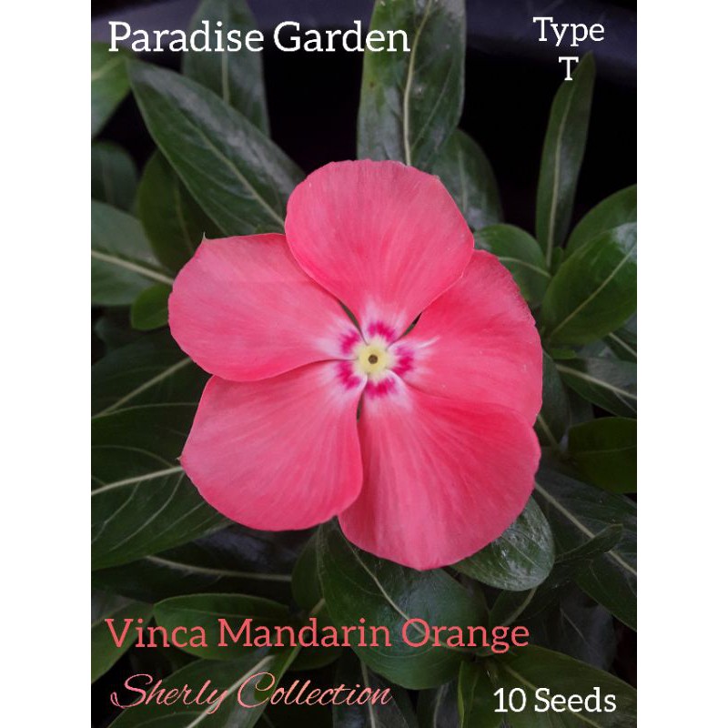 Vinca Jepang Mandarin Orange