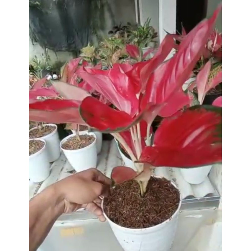 [AGLOnema SUKSOM] SUKSOM JUMBO/ tanaman hias, bunga aglonema, koleksi bunga