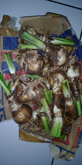 Umbi Amarilis. Umbi Bawang Brojol. Bawang Bawangan Warna Orange