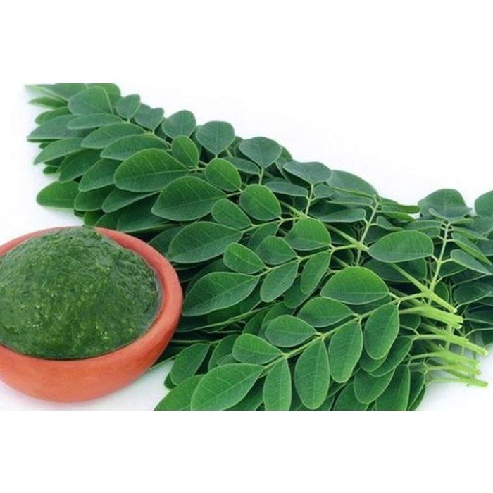 

Daun Kelor Asli Moringa Teh Daun Kelor Herbal Alami Moringa oleifera - Daun Segar, 10 Gram