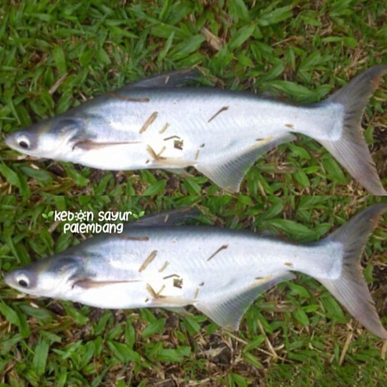 

ikan patin segar 500 gr