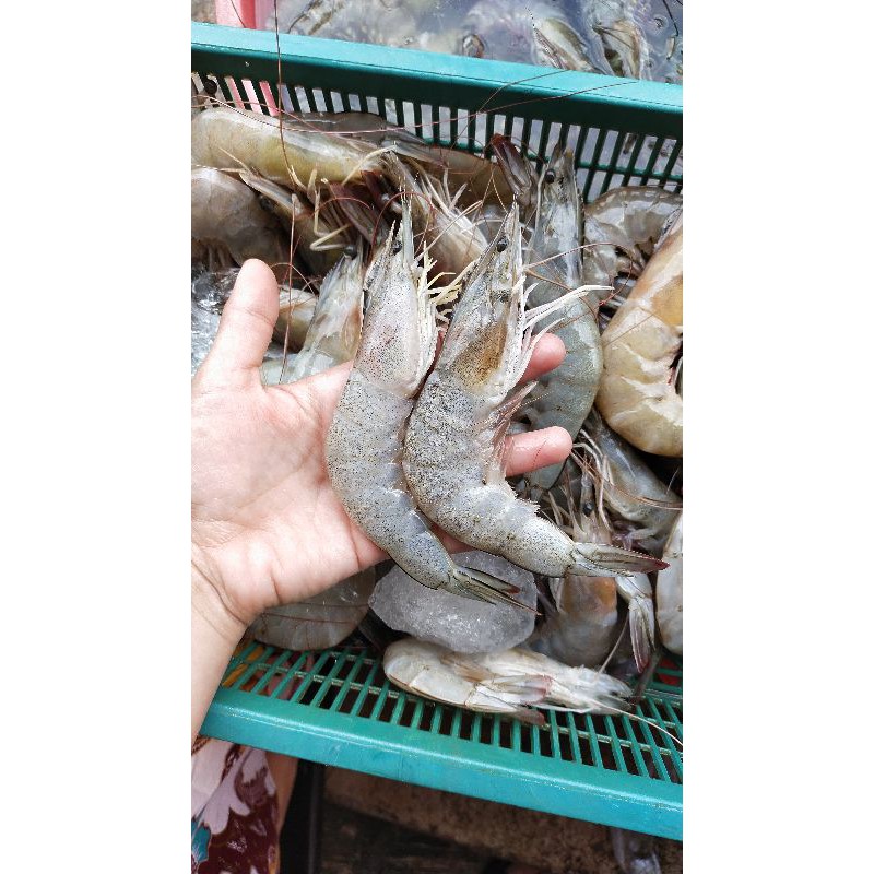 

Udang Jerbung Jumbo sz 20-25 (0,5kg)