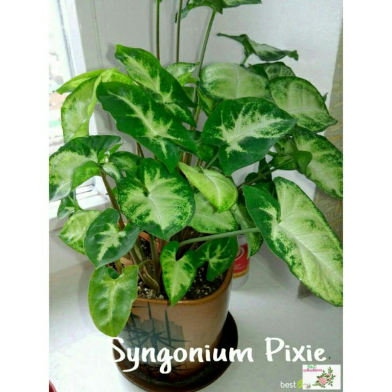 Syngonium Pixi | Syngonium mini