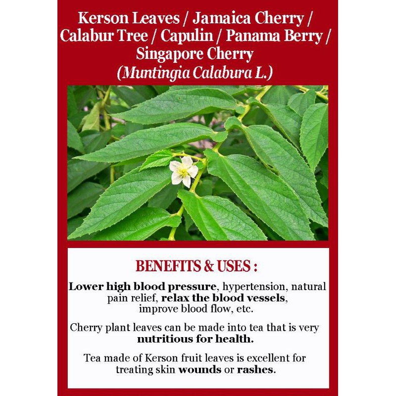 Indonesian Cherry Leaf Tea : Herbal Teh Daun Kersen Pure 100% Organic (30 Tea Bag)