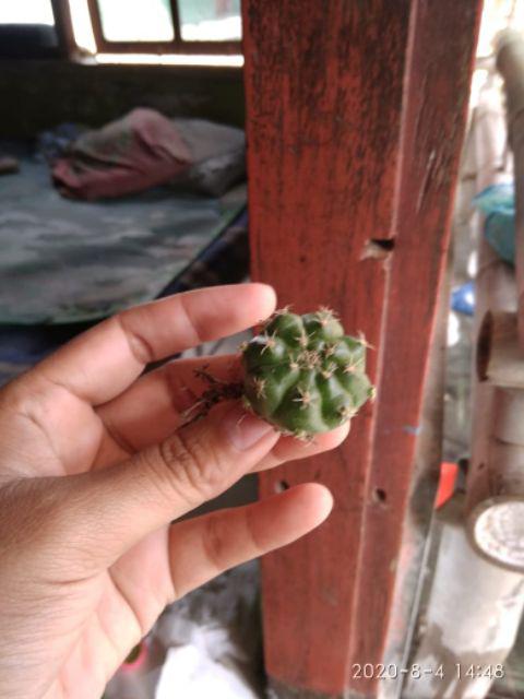 Ownroot Murah (bisa Pilih Kode)