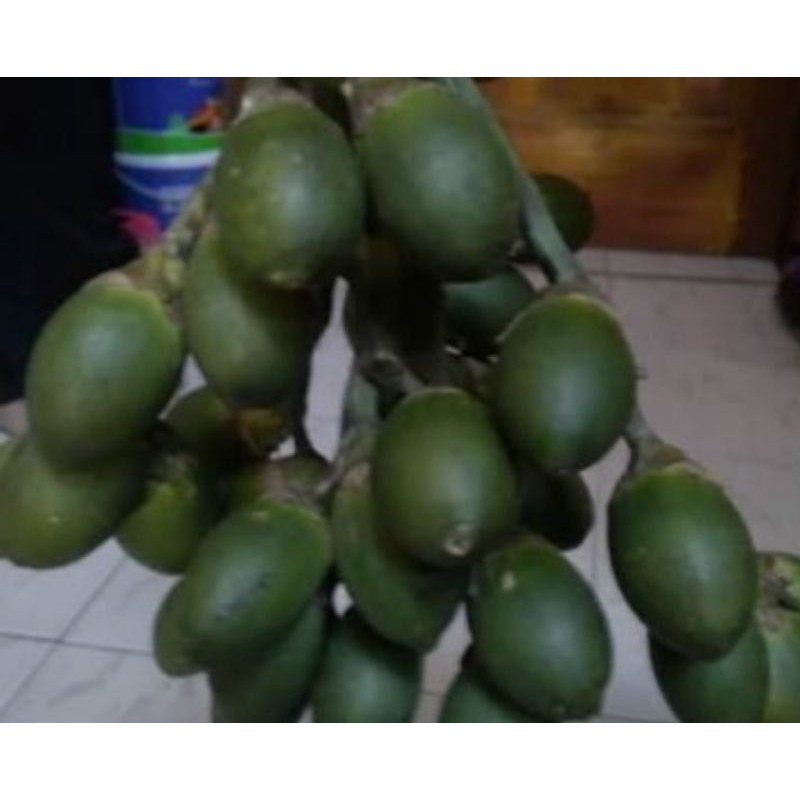 

terabaru Buah pinang tua segar fresh langsung petik 1 kg segar