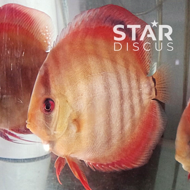 Discus San Merah 4 inch - diprediksi jantan