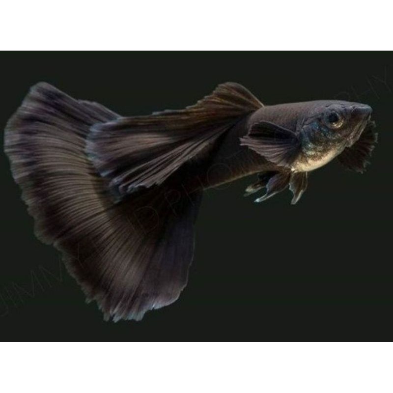 ikan hias gapi cobra