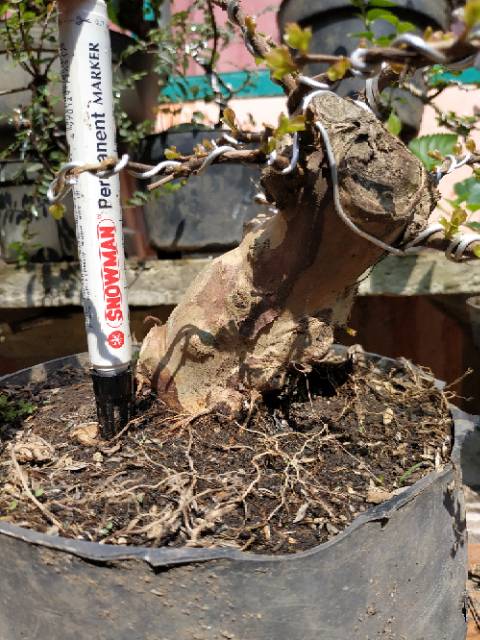 Bahan Bonsai Sakura Bunga Putih