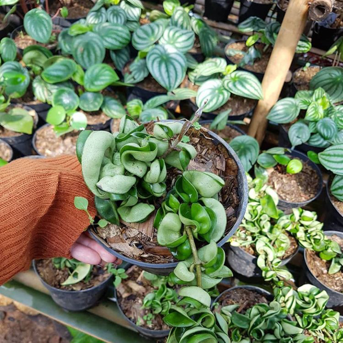 tanaman hias hoya compacta - hoya compacta