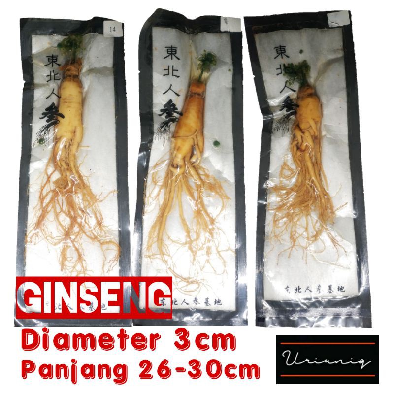 

Ginseng Asli China Kualitas Premium