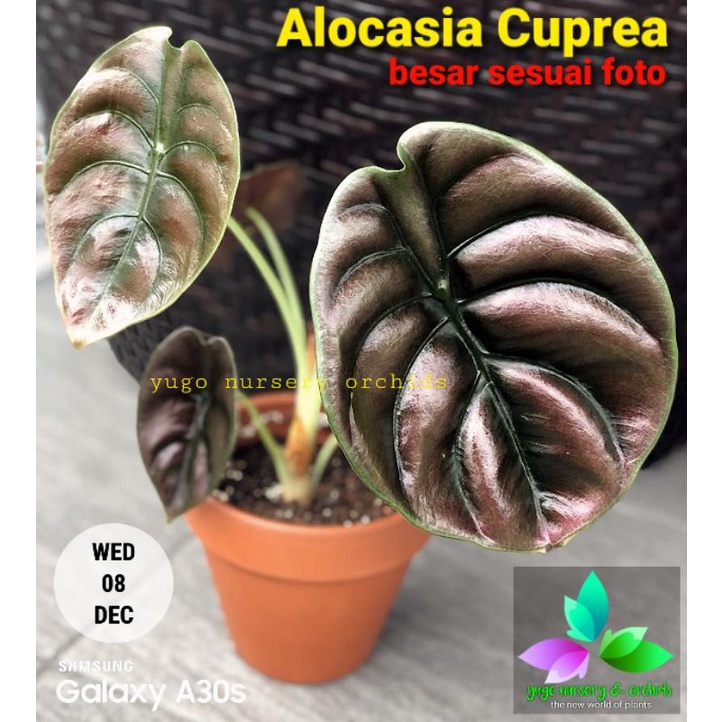 Tanaman hias Alocasia cuprea "Red secret" dargon scale black keladi tengkorak