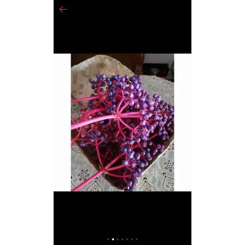

PAKET HEMAT 500 GRAM (1/2kg) BUAH PARIJHOTO ASLI DARI LERENG GUNUNG MURIA,BAGUS BUAT PROMIL