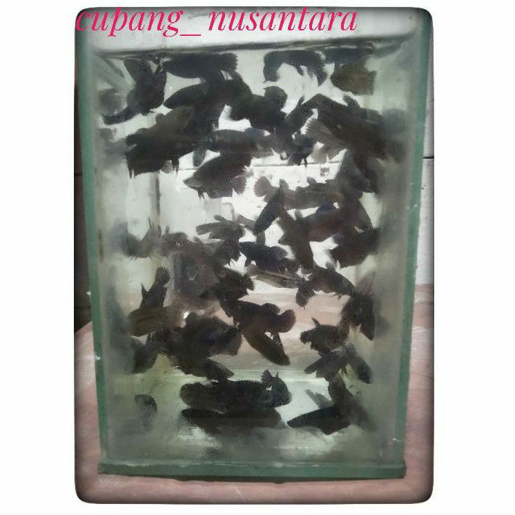 cupang betina bagan terlaris dan termurah