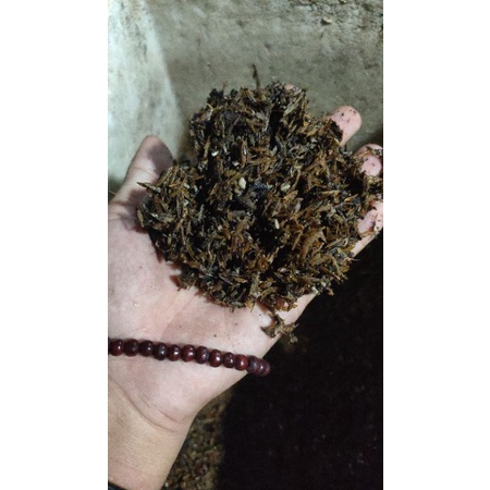 media tanaman aglaonema permentasi