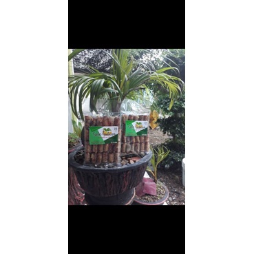

SaleGulung Goreng
