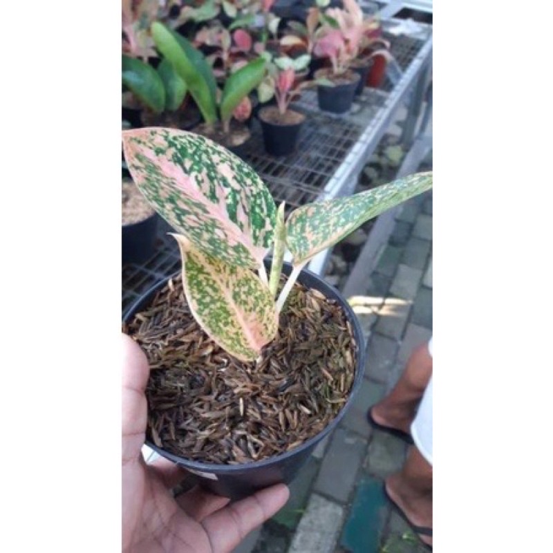 Aglonema stardust orange anakan (Baby)