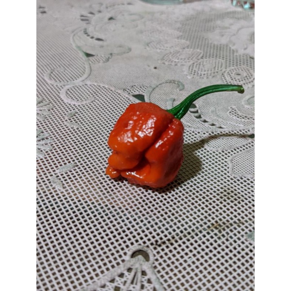 

cabai carolina merah