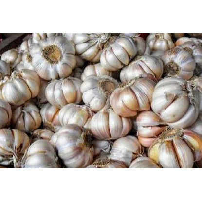 

Bawang Putih Segar [ 250gr ]