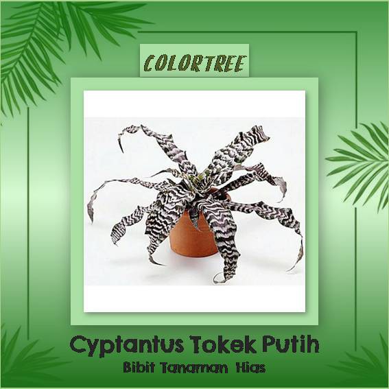 Tanaman Hias Daun Cyptantus Tokek Putih