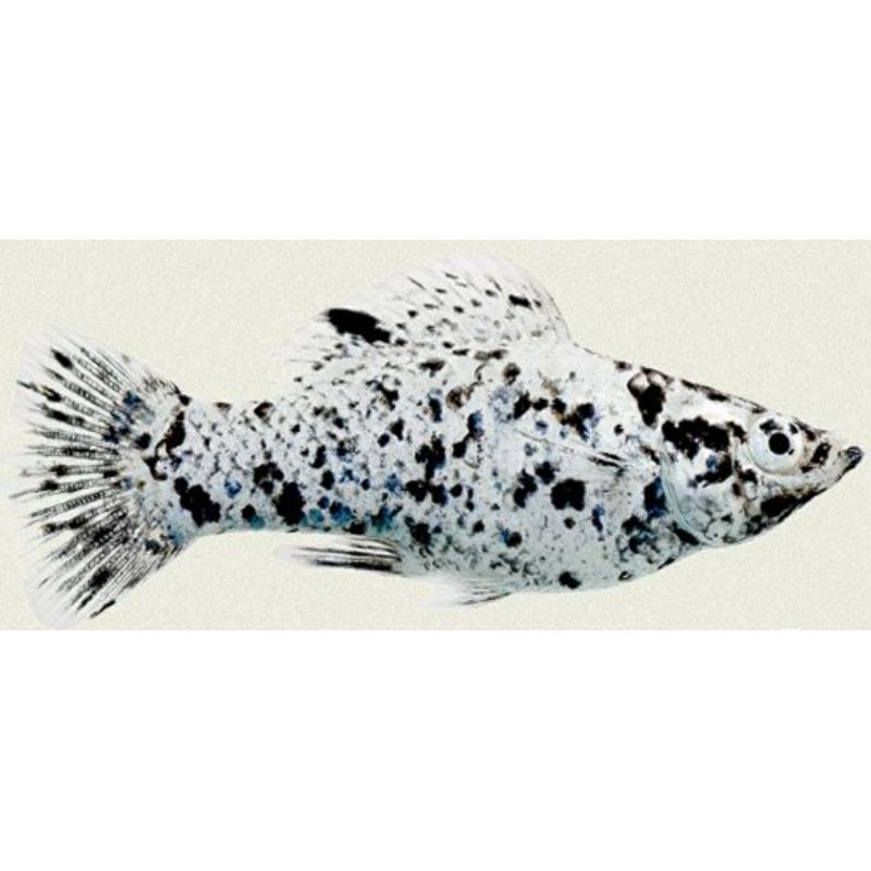 hias molly marbel ballon safin molly