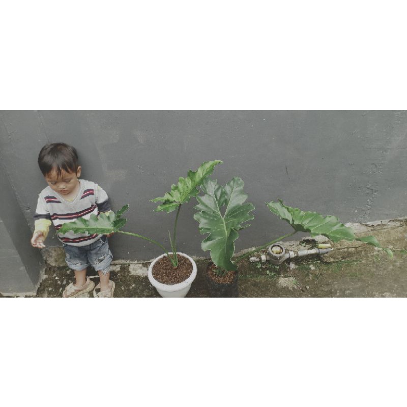 thaumatophyllum soledad