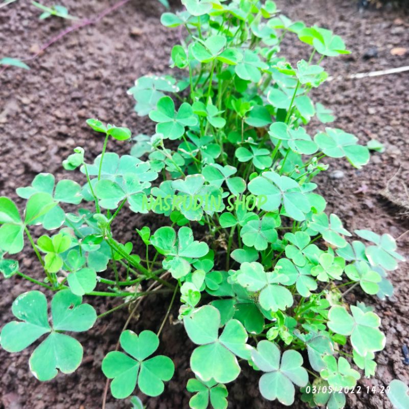 BIBIT DAUN ASAM KECIL SERUMPUN / OXALIS CORNICULATA / CALINCING / LELA / SEMANGGEN / SEMANGGI LEMON 