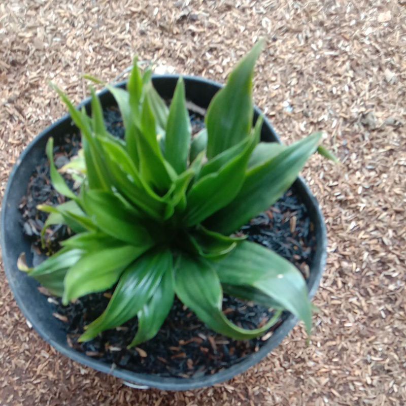 tanaman hias bunga kemoceng mini/ moceng mini