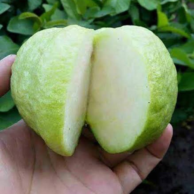 

Jambu Kristal