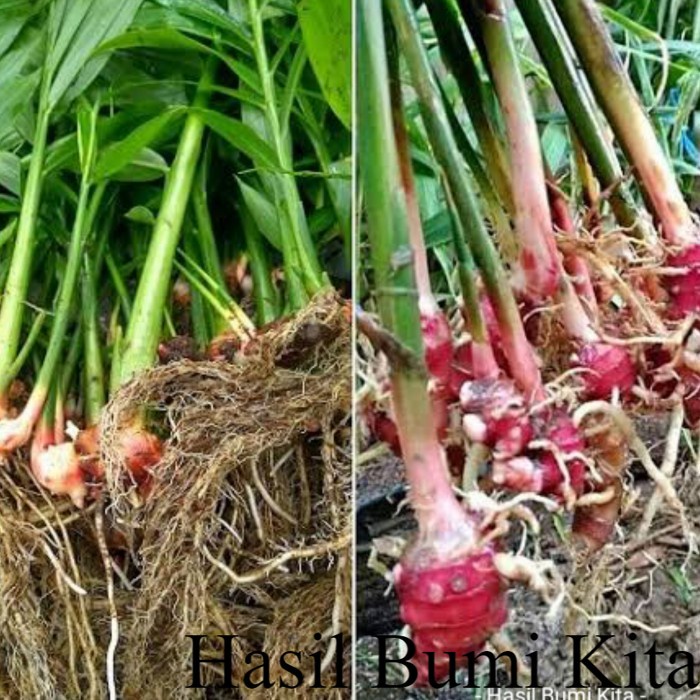 Bibit JAHE MERAH Tanaman Herbal Tanaman Apotek Hidup Serbuk Jahe Tanaman Termurah & Terlengkap