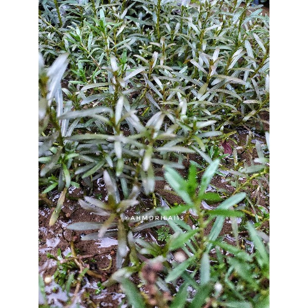 Rotala Sunset Aquascape