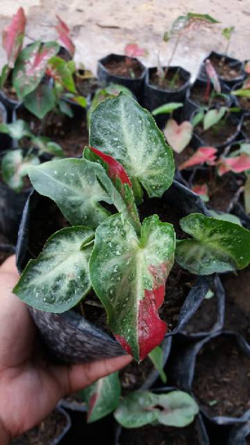 Caladium Shy Cool Keladi Hias Shopee Indonesia