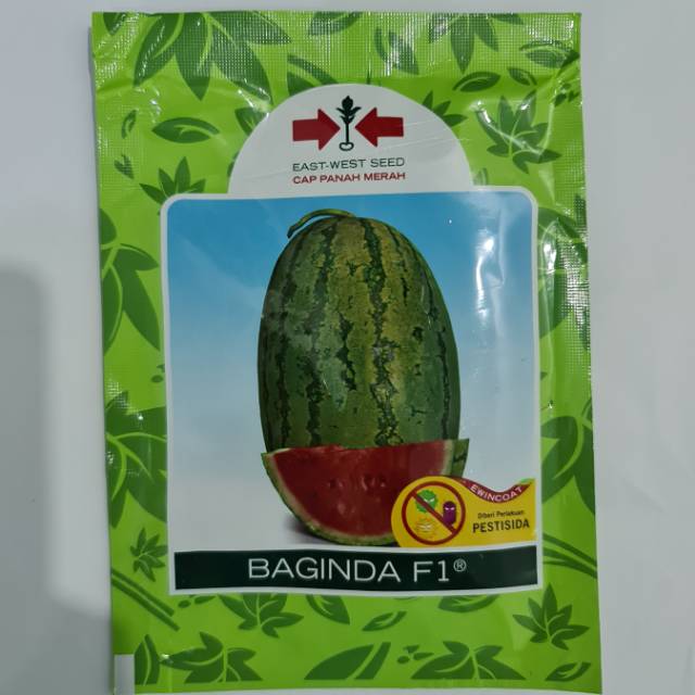 Bibit semangka(baginda F1)