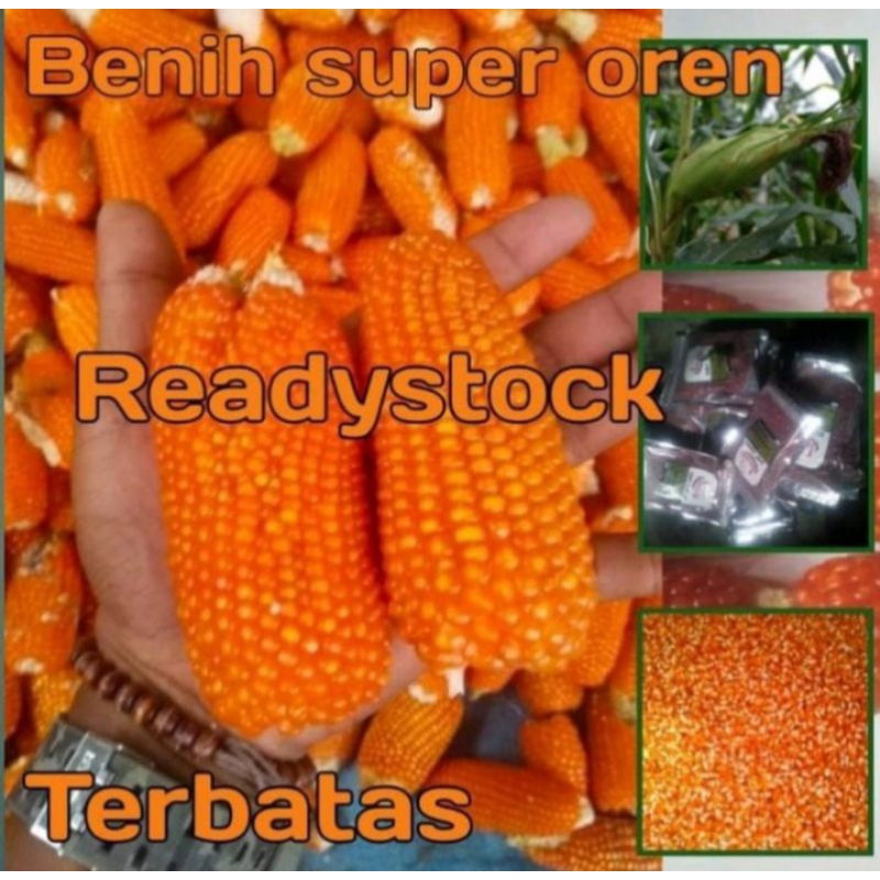1KG Benih Bibit Jagung Kristal Hibrida Unggul