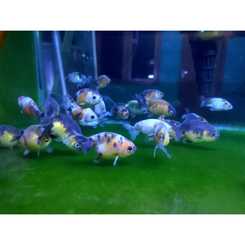Ranchu