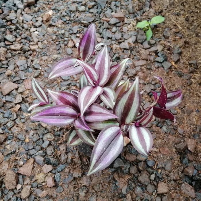 tanaman hias gantung Tradescantia sabrina Tanaman Zabrina tanaman hias gantung Tradescantia sabrina Tanaman Zabrina