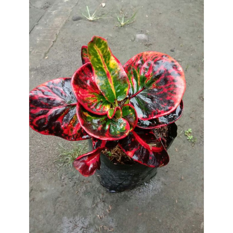 Tanaman Bunga Puring Apel Srg