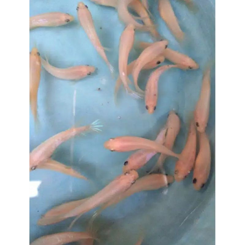 cello nemo dan koi ,multi ,galaxy