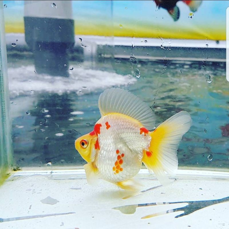 Ikan Mas Koki Ryukin size 5cm