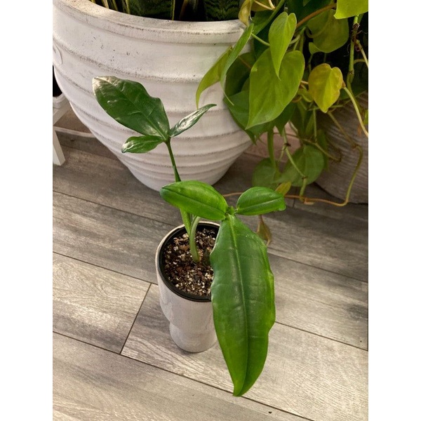 tanaman hias syngonium kelinci | syngonium auritum