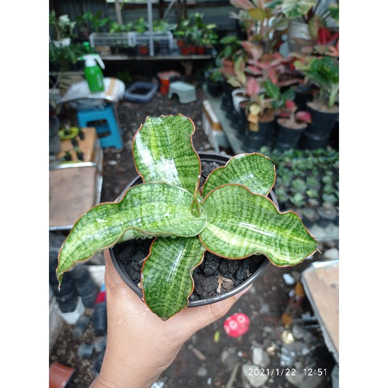Tanaman hias mini sansevieria / sansivera hybrid variegata marcopila x cordova var